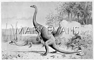 Anchisaurus: DINOSAUR/ANCHISAURUS