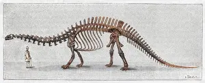 Brontosaurus: DINOSAUR/APATOSAURUS