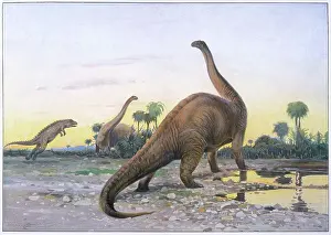 Brontosaurus: Dinosaur - Apatosaurus