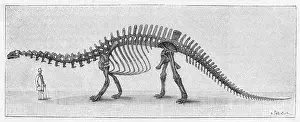 Brontosaurus: DINOSAUR/APATOSAURUS