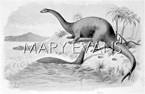 Brontosaurus: DINOSAUR/APATOSAURUS