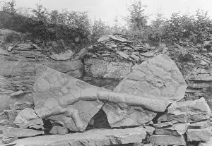 Dino: Dinosaur bone as a fossil, 1913