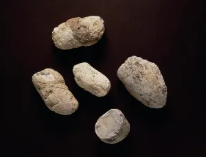 Dung: Dinosaur coprolites