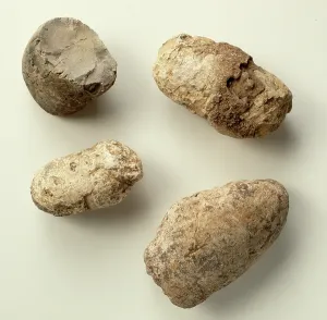 Dung: Dinosaur coprolites