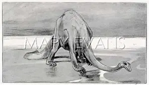 Carnegiei: DINOSAUR/DIPLODOCUS