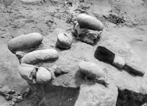 Dino: Dinosaur eggs, 1923