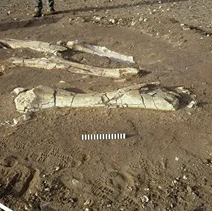 Sauropodomorpha: Dinosaur excavation, Niger 1988