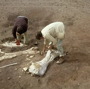 Sauropoda: Dinosaur excavation, Niger 1988