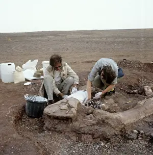 Sauropoda: Dinosaur excavation, Niger 1988