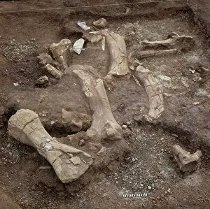 Sauropodomorpha: Dinosaur excavation, Niger 1988