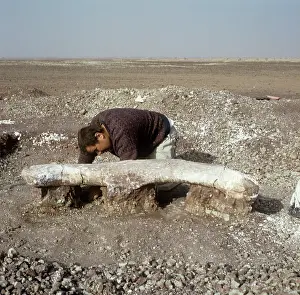 Thigh: Dinosaur excavation, Niger 1988