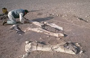 Sauropoda: Dinosaur excavation, Niger 1988