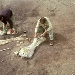 Sauropoda: Dinosaur excavation, Niger 1988
