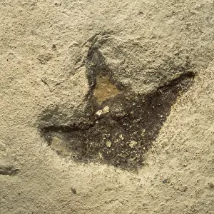 Iguanodontidae: Dinosaur footprint