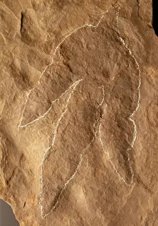 Footprint: Dinosaur footprint