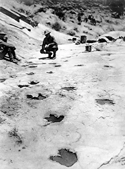Petrified: Dinosaur footprints found in the hills of Arizona