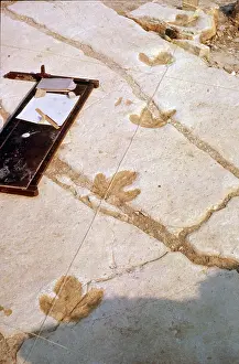 Ankylopollexia: Dinosaur footprints at Swanage