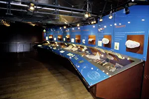 Saurischian: Dinosaur gallery