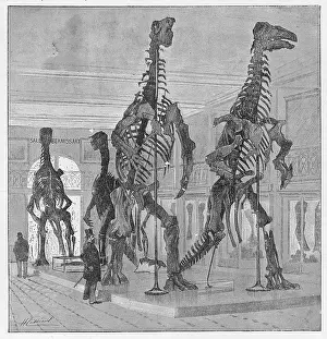 Naturelle: DINOSAUR/IGUANODON