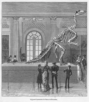 Naturelle: DINOSAUR/IGUANODON