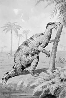 Bernissartensis: DINOSAUR/IGUANODON
