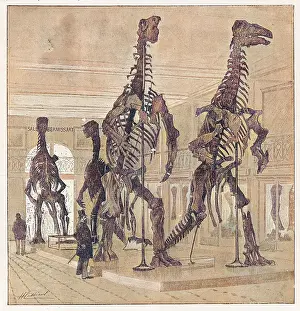 Skeletons: DINOSAUR/IGUANODON