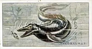 Pliosaur: DINOSAUR/PLIOSAUR