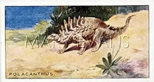 Polacanthus: DINOSAUR/POLACANTHUS
