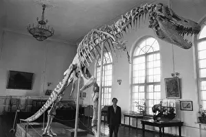 Ulaanbaatar: Dinosaur skeleton, Museum at Ulan Bator, Mongolia