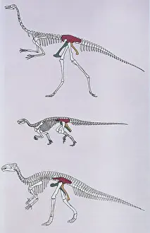 Compare: Dinosaur skeletons comparing hip pelvic structure