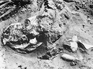 Dino: Dinosaur skull, 1927