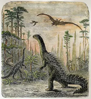 Compsognathus: Dinosaur - Stegosaurus