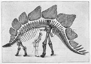 Undulatus: DINOSAUR/STEGOSAURUS