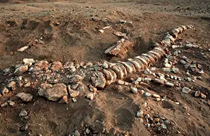 Niger: Dinosaur tail bones