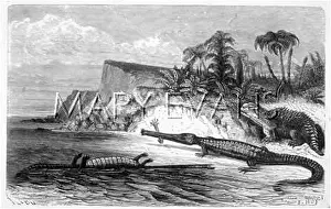 Teleosaurus: DINOSAUR/TELEOSAURUS