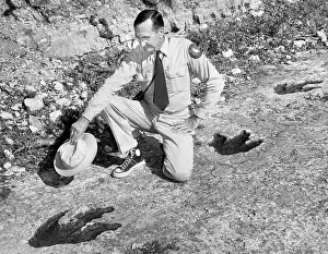 Paleontologist: Dinosaur Tracks
