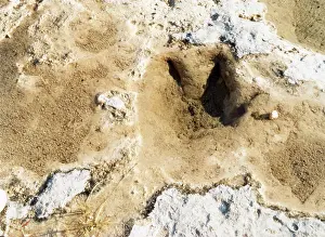 Footprints: DINOSAUR TRACKS/TEXAS