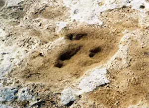 Footprints: DINOSAUR TRACKS/TEXAS
