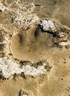Footprints: DINOSAUR TRACKS/TEXAS