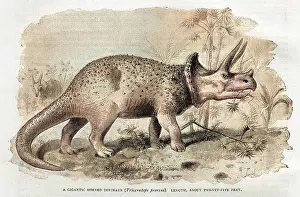 Prorsus: DINOSAUR/TRICERATOPS