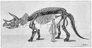 Prorsus: DINOSAUR/TRICERATOPS