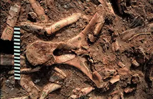 Vertebrae: Dinosaur vertebrae