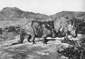 Styracosaurus: Dinosaurs, Styracosaurus