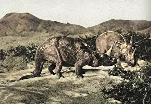 Styracosaurus: Dinosaurs, Styracosaurus