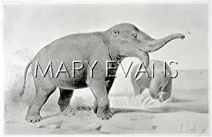 Dinotherium: DINOTHERIUM
