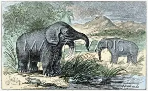 Deinotherium: DINOTHERIUM/MASTODONT