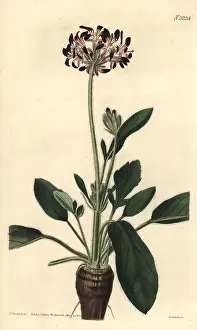 Pelargonium: Dioecious black-flowered storks-bill, Pelargonium dioicum