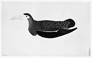 Wandering: Diomedia exulans