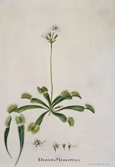 Droseraceae: Dionaea muscipula, venus fly trap