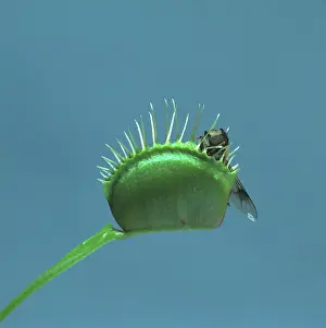 Droseraceae: Dionaea muscipula, venus flytrap